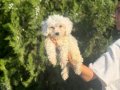 Maltipoo bebeklerim 