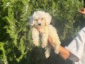 Maltipoo bebeklerim 