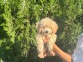Maltipoo bebeklerim 