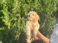 Maltipoo bebeklerim 