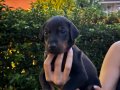 Doberman yavrularım