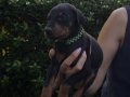 Doberman yavrularım