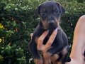 Doberman yavrularım