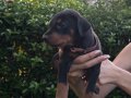 Doberman yavrularım