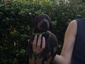Doberman yavrularım