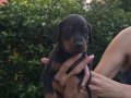 Doberman yavrularım