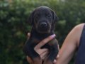 Doberman yavrularım