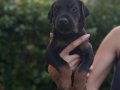 Doberman yavrularım