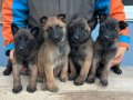Malinois yavrularım