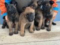 Malinois yavrularım