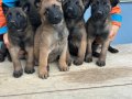 Malinois yavrularım