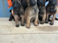 Malinois yavrularım