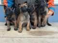 Malinois yavrularım