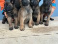 Malinois yavrularım