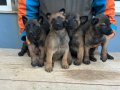 Malinois yavrularım