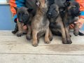 Malinois yavrularım
