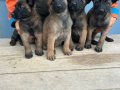 Malinois yavrularım