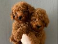 Toypoodle Yavrularım