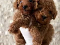 Toypoodle Yavrularım