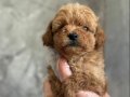 MALTİPOO BEBEKLERİM