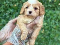 MALTİPOO BEBEKLERİM