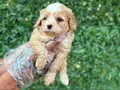 MALTİPOO BEBEKLERİM