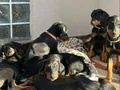 DOBERAN YAVRULARIM