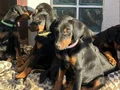 DOBERAN YAVRULARIM