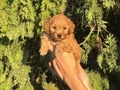kore poodle yavrularım