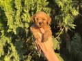kore poodle yavrularım