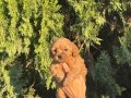 kore poodle yavrularım