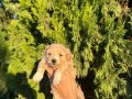 KORE MALTİPOO YAVRULARIM