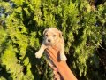 KORE MALTİPOO YAVRULARIM