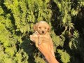 KORE MALTİPOO YAVRULARIM