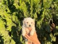 KORE MALTİPOO YAVRULARIM