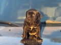 İRİ KAFA CANE CORSO YAVRULARIM