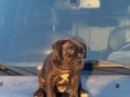 İRİ KAFA CANE CORSO YAVRULARIM