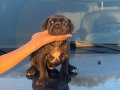 İRİ KAFA CANE CORSO YAVRULARIM