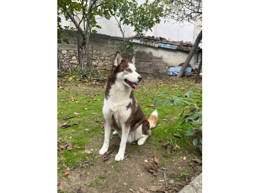 Scrli A kalite dişi 