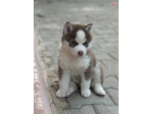 Özel renk A kalite husky