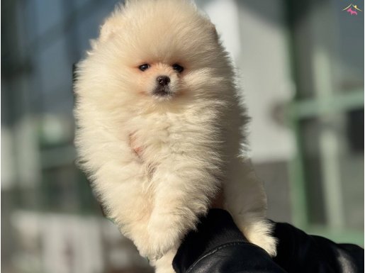 Petmode Köpek Çiftliğinde ziyarete açık pomeranian yavrular