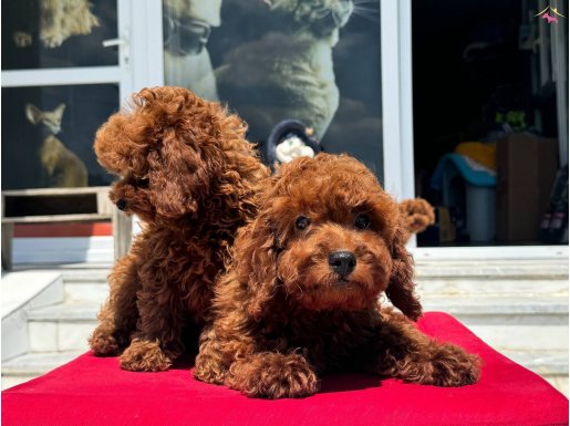 Petmode köpek çifrliğinde ziyarete açık kore toy poodle 