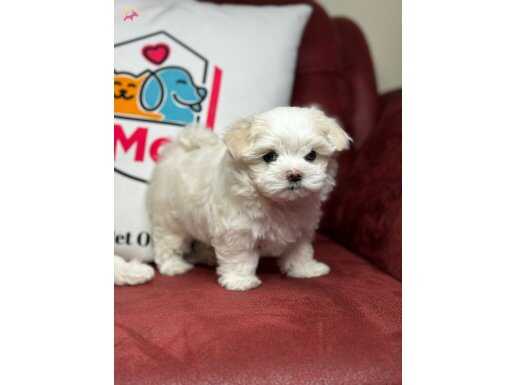 Petmode köpek çiftliğinden tea cup maltipoo yavrular