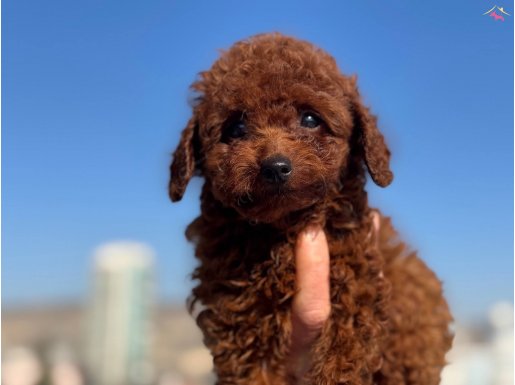 Petmode köpek çifrliğinden Tea Cup poodle Yavrularımız