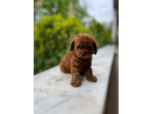 Petmode Köpek Çifrliğinden Tea Cup Kore Poodle