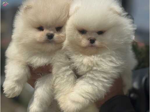 Petmode Köpek Çiftliğinden teddy Pomeranian yavrular