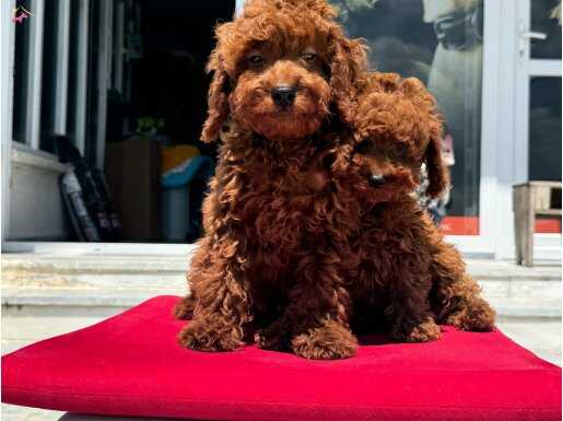 Show Kalite Redbrown Toy Poodle Yavrularımız