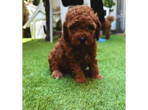 Petmode Köpek çiftliğinden Show Kalite toy poodle yavrular