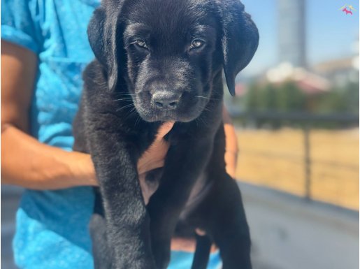 Ankarada ziyarete açık Labrador yavrularımız