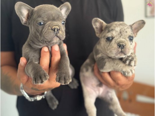Show Kalite Blue Ve Merle French Bulldog Yavrularımız